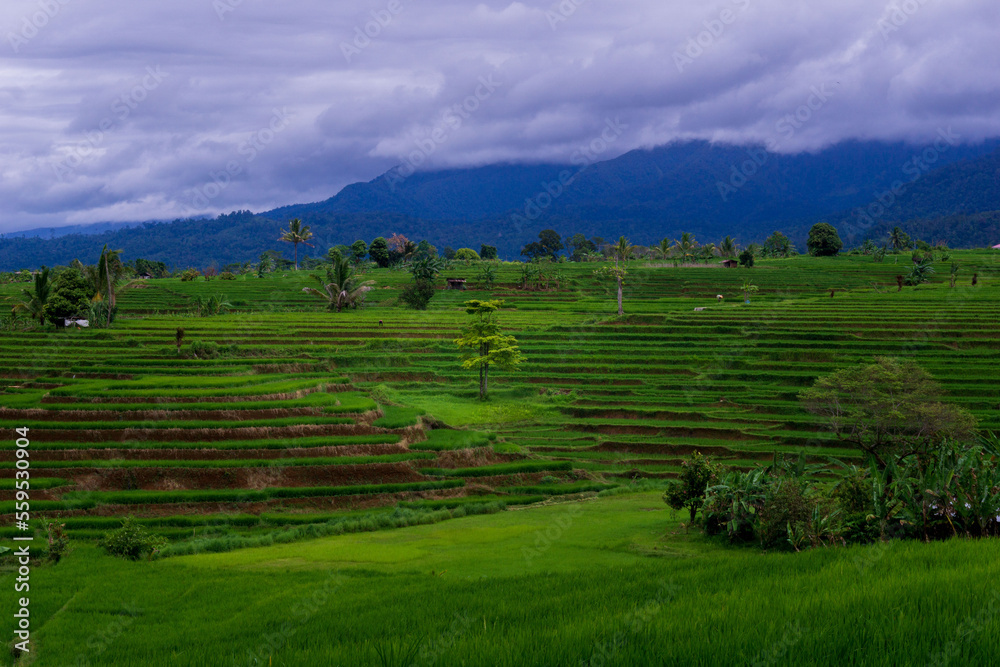 Asian scenery in Indonesia beautiful green rice