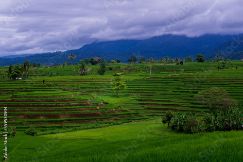 Asian scenery in Indonesia beautiful green rice