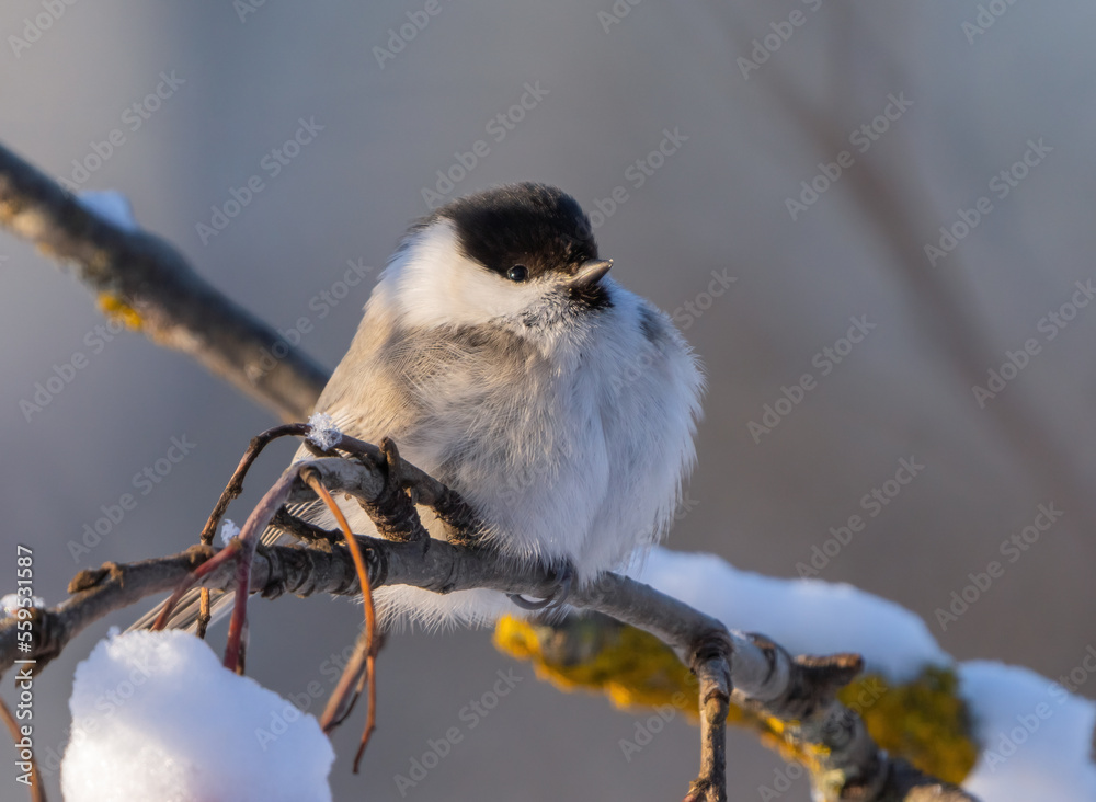 Fototapeta premium Bird Parus montanus or Willow tit fluffing feathers in a severe frost sitting on a branch close up