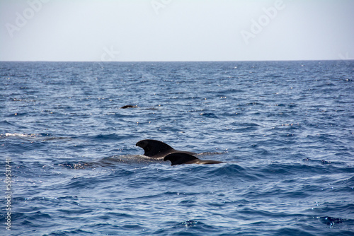 Sightings on a whale watching tour off the coast of Tenerife, Spain photo