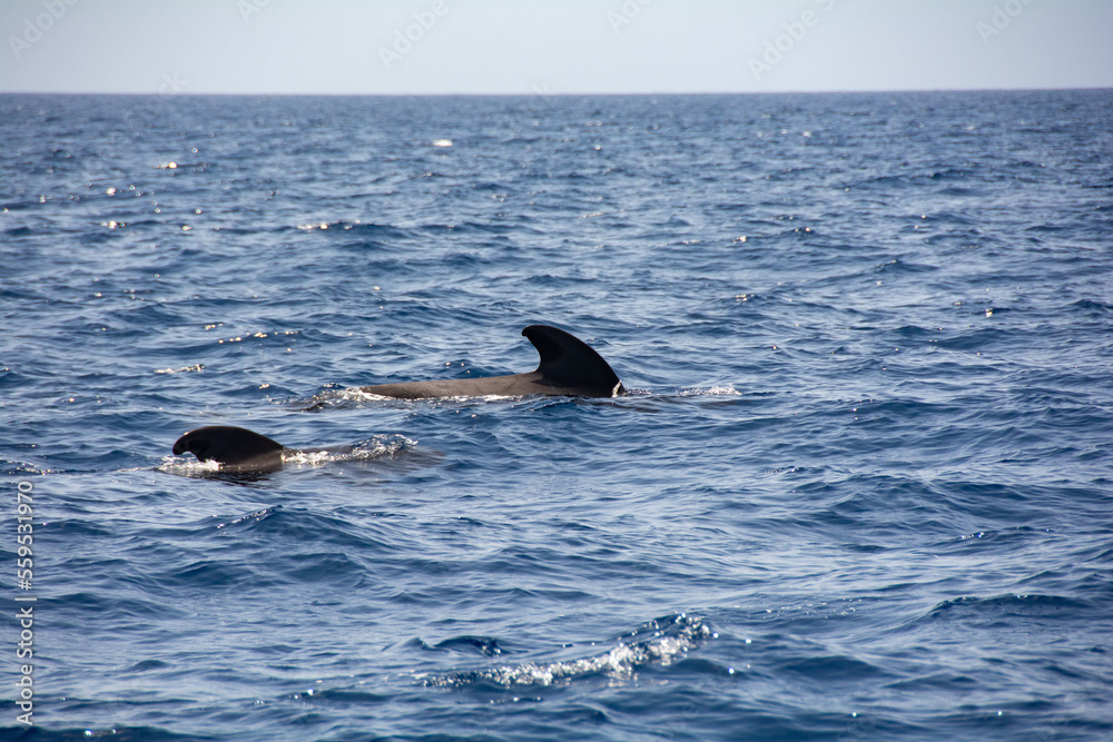 Obraz premium Sightings on a whale watching tour off the coast of Tenerife, Spain