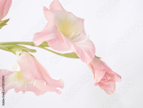 Branch of pink gladiolus. Pink gladioli flowers on white background. Sword lily on white surface. Soft pink flower. Minimalist flora. Floral layout, card, valentines, love, close up. Pink aesthetic. 
