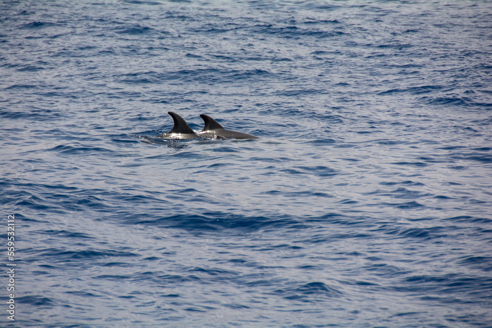 Dolphin in the sea