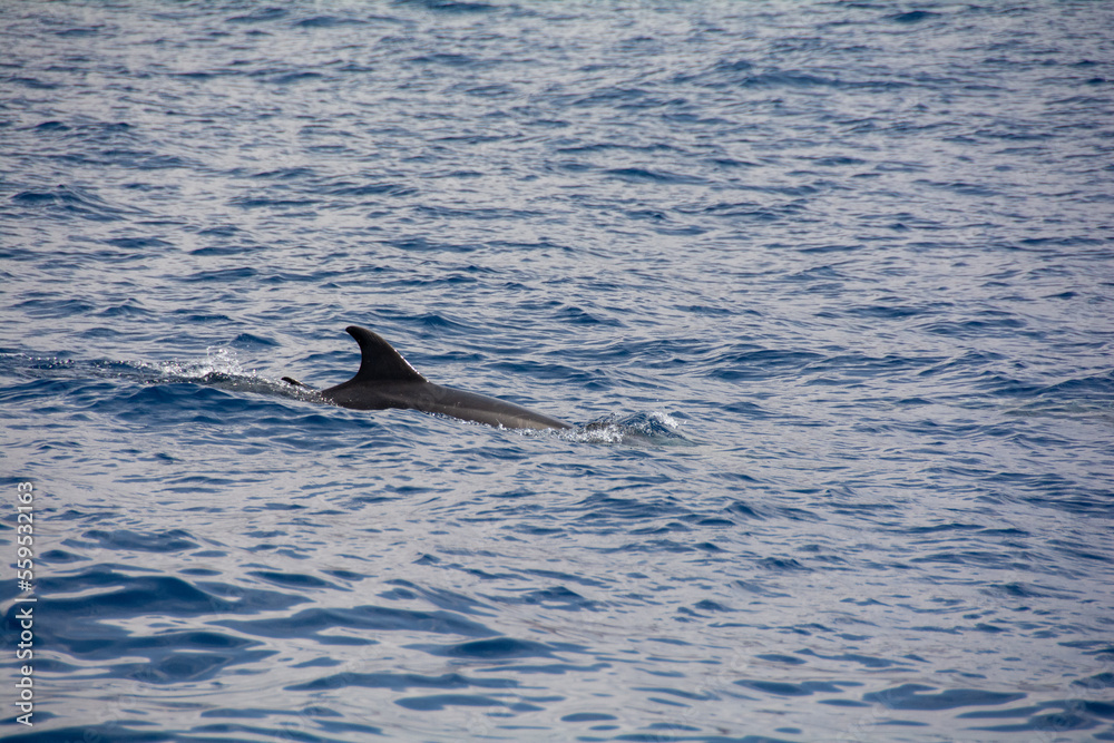 Fototapeta premium Dolphin in the sea