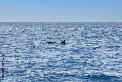 Dolphin in the sea