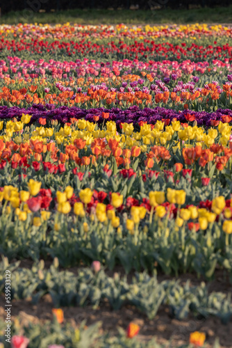 Tulips in a beautiful tulipark in Bologna,Italy © Luca