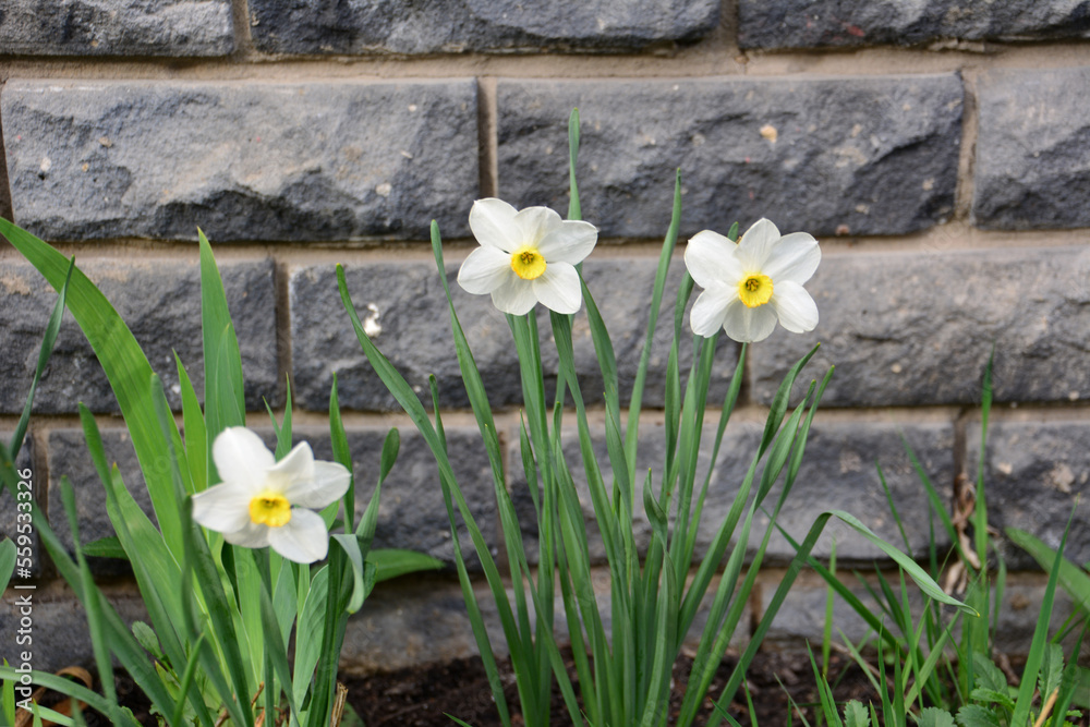 Fototapeta premium white flowers of daffodils on the flowerbed isolated with brick wall on background, close-up