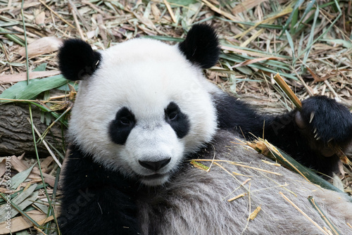 Close up Cute Panda in Singapore Zoo