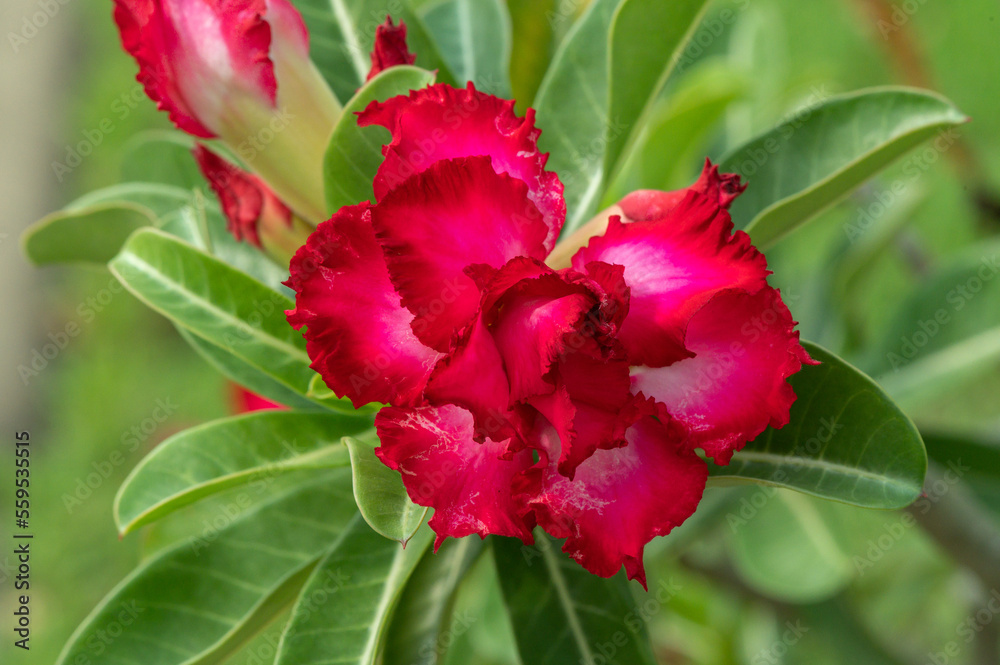 red adenium flower in the garden red adenium flower in the garden