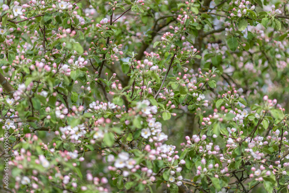background from apple tree blossoming branches