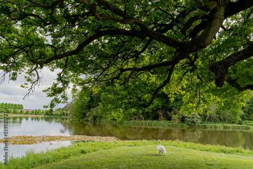 Photography Nature. Lake and park. Denmark. Copenhagen.