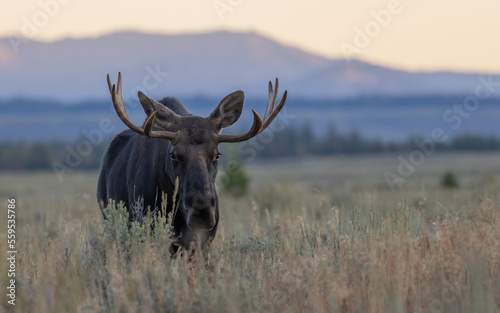 Fototapeta Naklejka Na Ścianę i Meble -  Bull Moose at Sunrise in Wyoming in Autumn