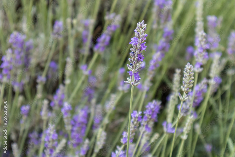 Obraz premium Lavander violet field in a sunny summer day in Guadalajara, Spain