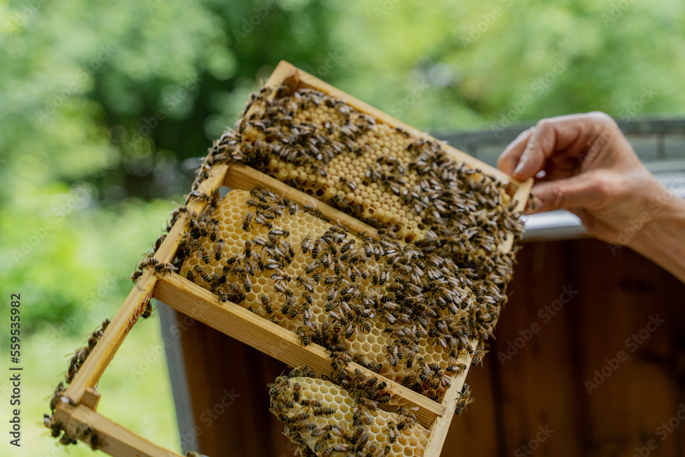 Beekeeping. The hive is an artificial dwelling of honey bees. Beekeeping. The hive is an artificial dwelling of honey bees.