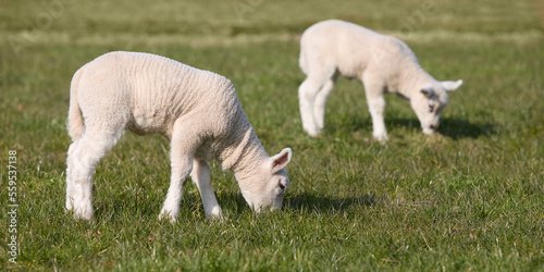 Two young white lambs grazing in meadow