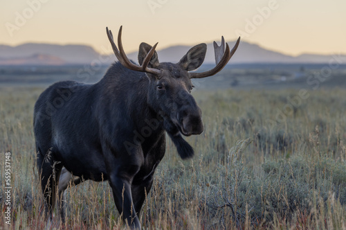 Bull Moose at Sunrise in Wyoming in Autumn © natureguy