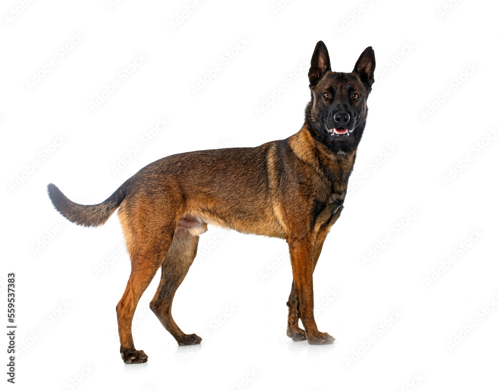 malinois in studio malinois in studio