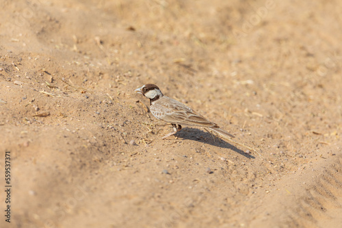 Black-crowned sparrow-lark (Eremopterix nigriceps) at Desert National Park, Jaisalmer, Rajasthan, India. © Dipankar'Photography