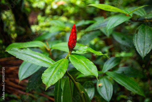 Close-up on the amazing succulent vegetation of Costa Rica's monteverde cloud forest; unique tropical plants
