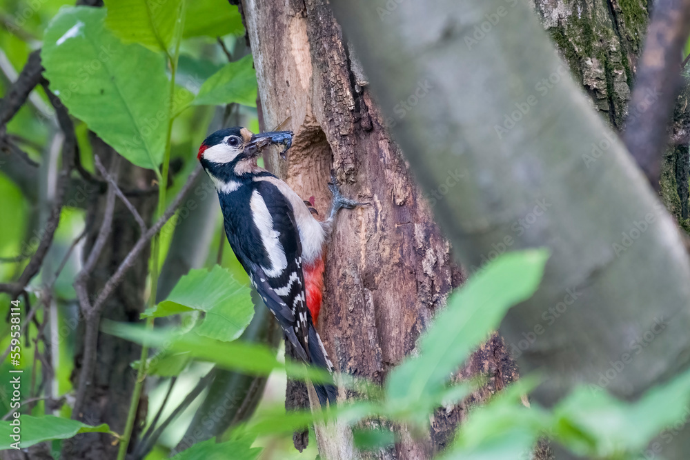 Great spotted woodpecker (Dendrocopos major) in the thick of the wood clinging to a trunk near the nest with the beak full of insects for the brood. Italian Alps.