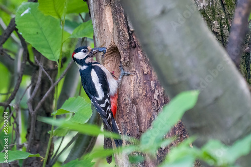 Obraz na płótnie Great spotted woodpecker (Dendrocopos major) in the thick of the wood clinging to a trunk near the nest with the beak full of insects for the brood. Italian Alps. w salonie