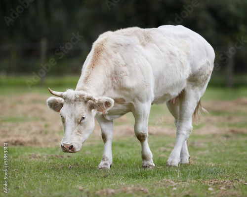 White flesh cow in meadow