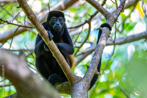 howler monkey sitting on a branch in the jungle  cute wild animals in the rainforest in Costa Rica © Jakub