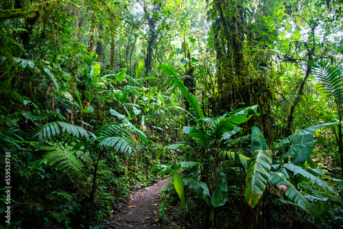landscape of monteverde national park in costa rica, famous cloud forest with unique vegetation, tropical rainforest in the mountains, tropical plants © Jakub