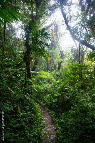 landscape of monteverde national park in costa rica, famous cloud forest with unique vegetation, tropical rainforest in the mountains, tropical plants