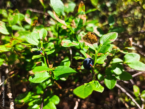 Wild bilberry in the spruce forest