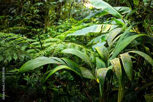 Close-up on the unique plants of the monteverde cloud forest in Costa Rica; colorful leaves and flowers in a tropical rainforest in the mountains