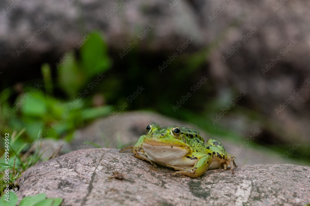 Fototapeta premium zaba zielona