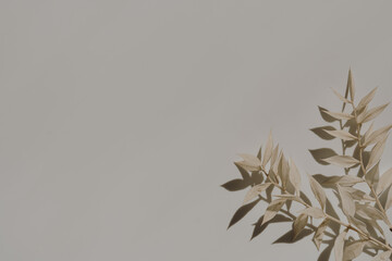 Dried grass stems on tan white background with copy space. Warm sunlight shadow reflections silhouette. Minimalist simplicity flat lay. Aesthetic top view flower composition