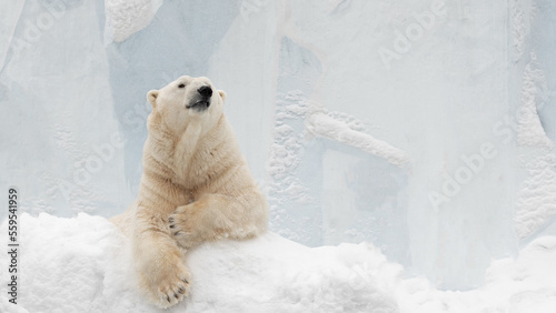 Funny polar bear. Polar bear sitting in a funny pose. white bear.