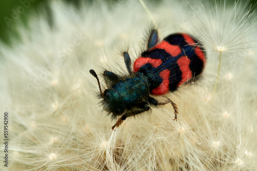 Bienenkäfer, Bienenwolf, Buntkäfer, Trichodes apiarius, Baden-Württemberg, Deutschland photo