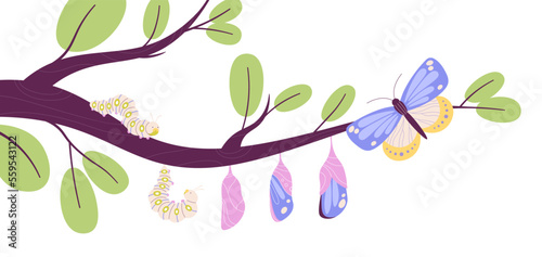 Butterfly metamorphosis from caterpillar to cocoon and insect with color wings. Butterflies growth stages, biology life cycle process racy vector scene