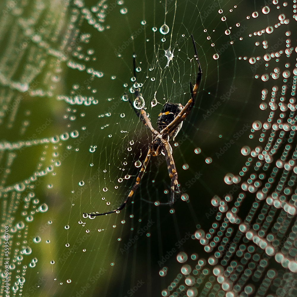 spider web cactus green blue sky close up macro photography aranha teia