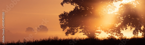 Golden morning light in fog on a field in summer, green burial, tree funeral, forest cemetery	