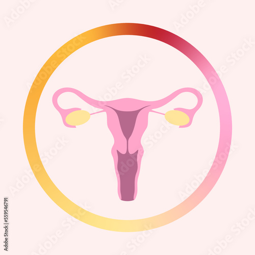 Représentation anatomique du sexe féminin : utérus, ovaire et vagin, avec représentation schématique du cycle menstruel