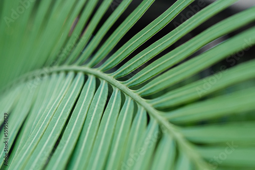 palm tree exotic background beautiful creative tropic wallpaper
 , Beautiful dark green areca palm leaf (Dypsis lutescens) with dark background - perfect for screensaver or presentation background