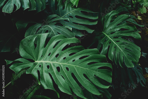 Green leaves of Monstera philodendron plant growing in wild, the tropical forest plant, evergreen vines abstract color on dark background. Tropical green leaves, floral pattern background
