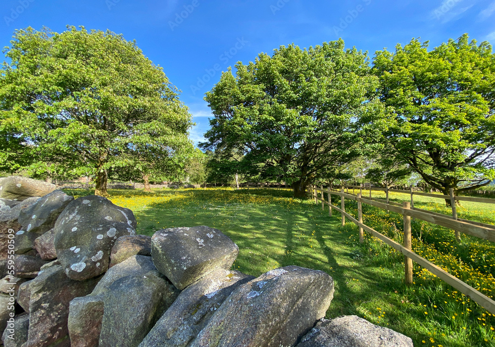 Looking over a dry stone wall, with  old trees, fields, and buttercups near, Hebden Bridge, UK