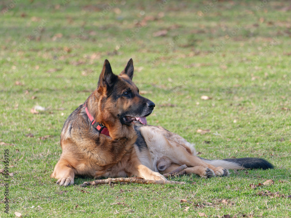 Adorable German Shepherd lying in the park