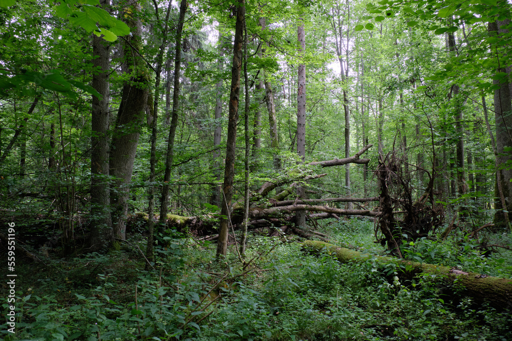 Alder tree deciduous stand Alder tree deciduous stand