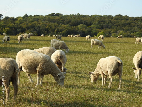 A flock of sheep grazes on the grass