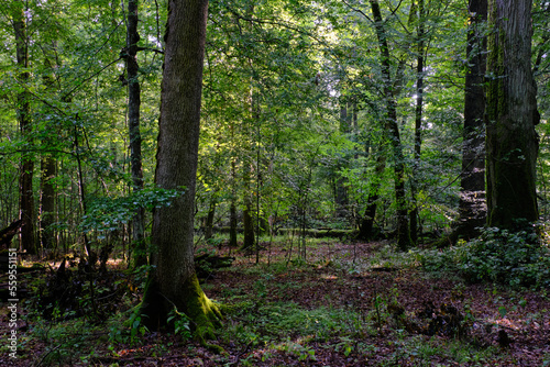 Wallpaper Mural Summertime deciduous forest with dead trees Torontodigital.ca