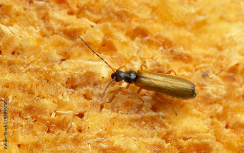 Soldier beetle, Rhagonycha lignosa on coniferous wood photo