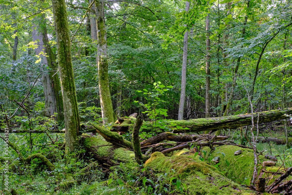 Natural deciduous stand in summer morning Natural deciduous stand in summer morning