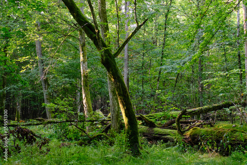 Natural deciduous stand in summer morning © Aleksander Bolbot