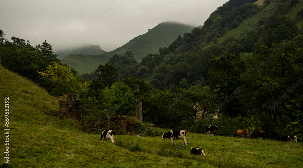 Vacas pastando en el Valle del Pas, Cantabria, Spain Vacas pastando en el Valle del Pas, Cantabria, Spain